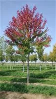Acer freemanii 'Autumn Blaze'