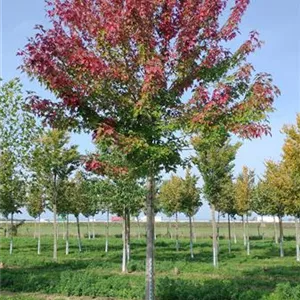 Acer freemanii 'Autumn Blaze'