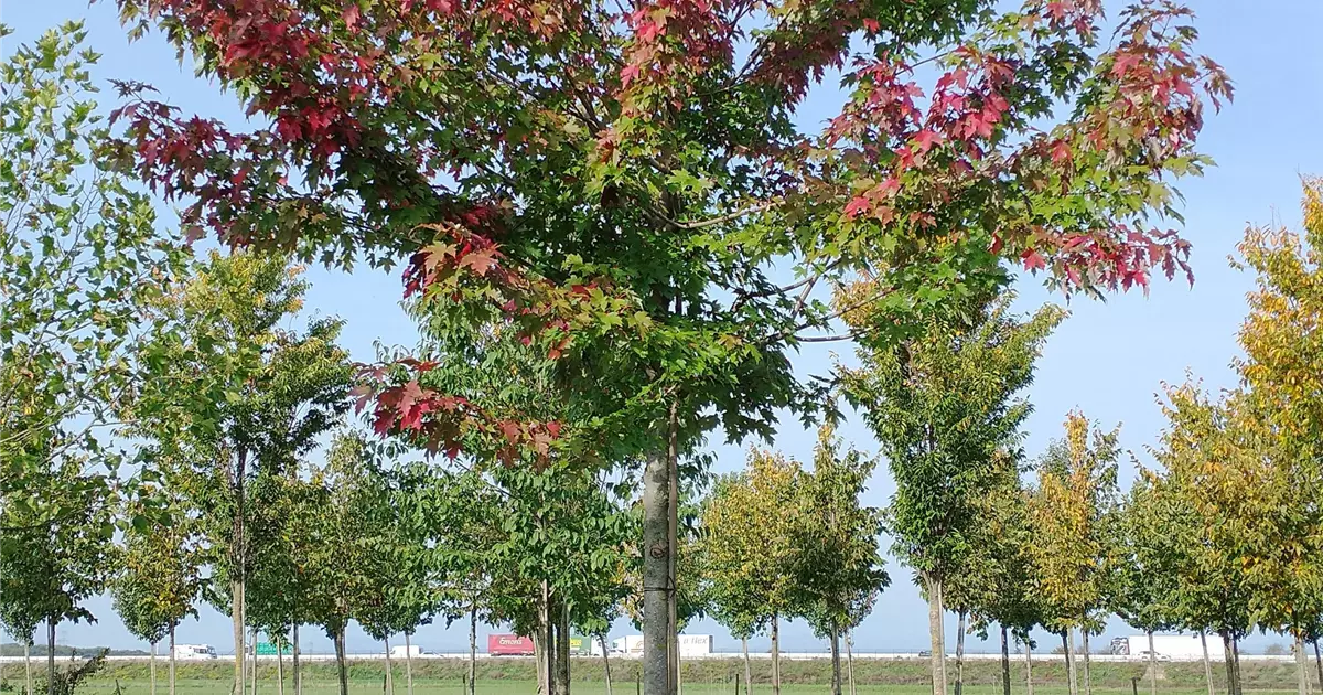 Acer freemanii 'Autumn Blaze'