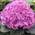 Hydrangea macrophylla, rosa