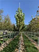 Liriodendron tulipifera 'Fastigiatum'