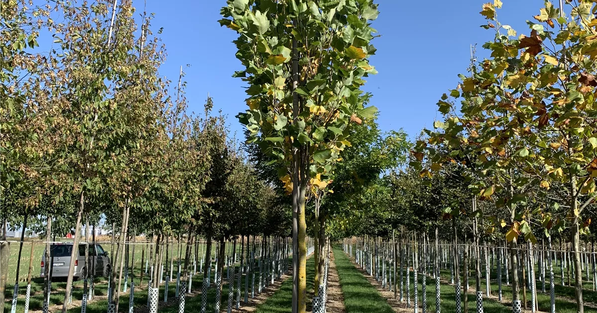 Liriodendron tulipifera 'Fastigiatum'