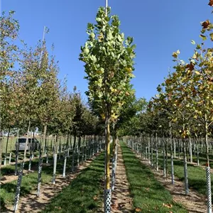 Liriodendron tulipifera 'Fastigiatum'