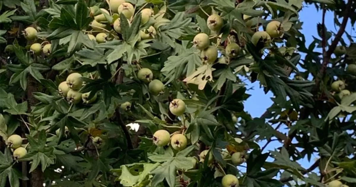Malus trilobata