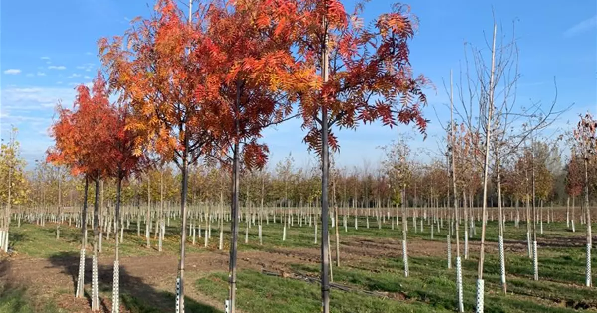 Sorbus 'Dodong'