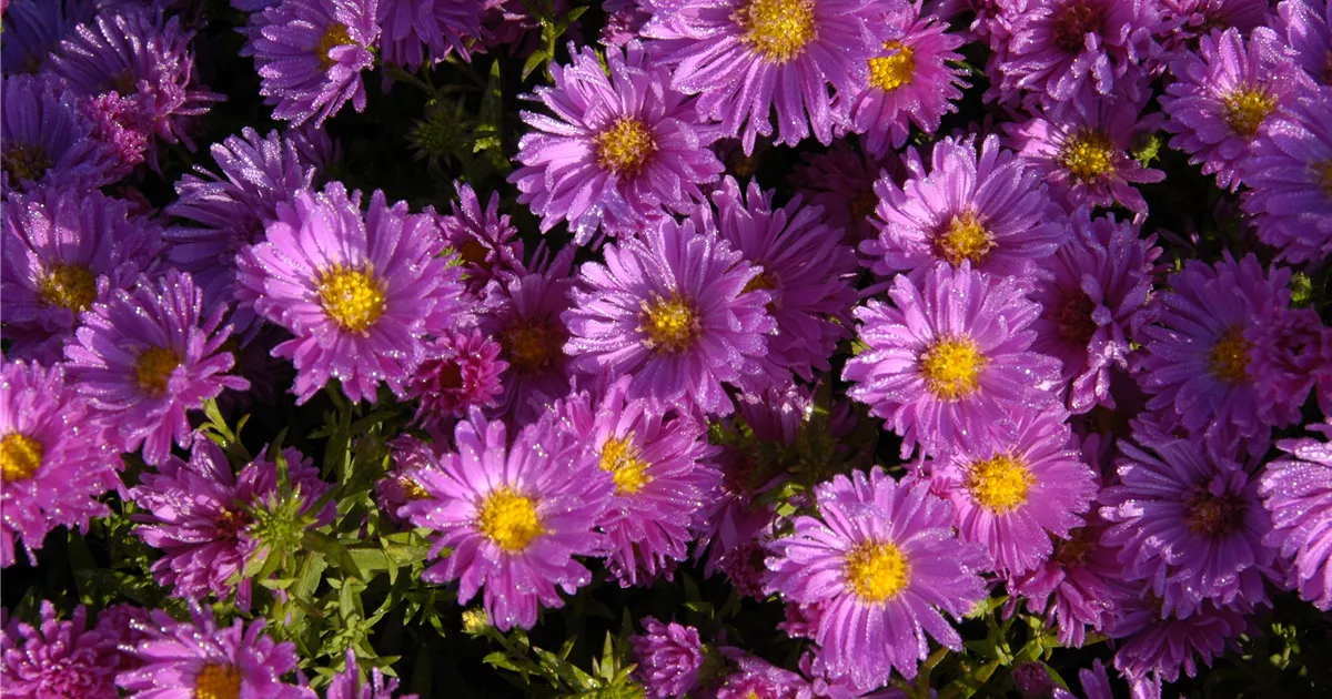 Aster dumosus 'Kassel'