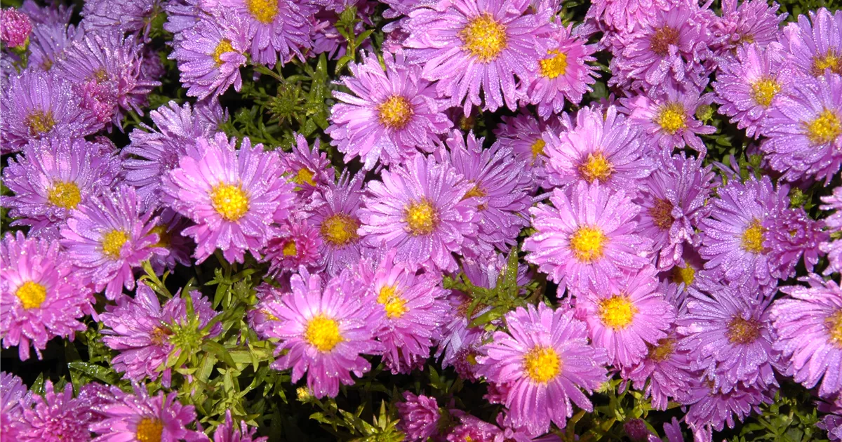 Aster alpinus 'Happy End'