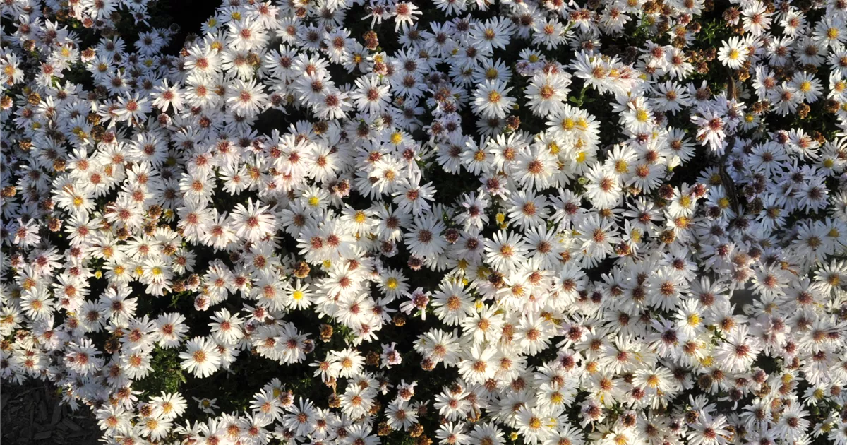 Aster dumosus 'Kristina'