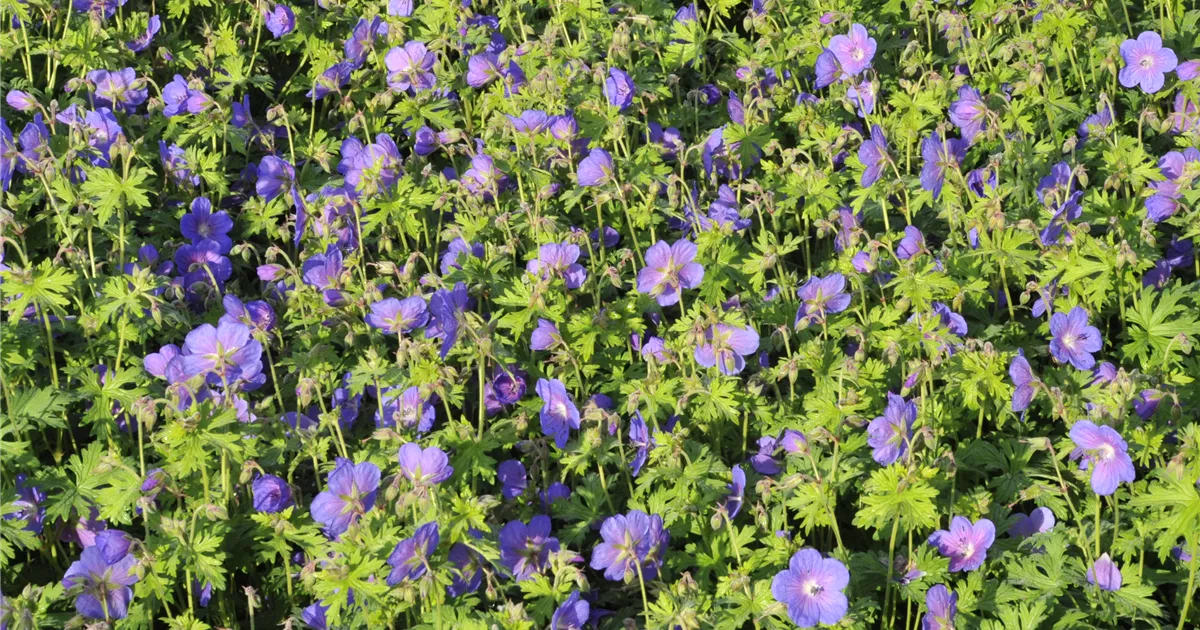 Geranium himalayense 'Gravetye'