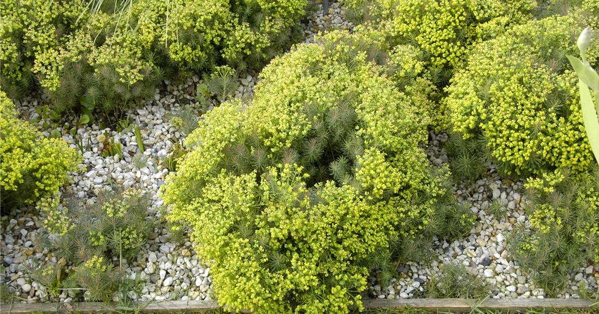 Euphorbia cyparissias 'Fens Ruby'
