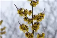 Hamamelis interm.'Barmstedt's Gold'
