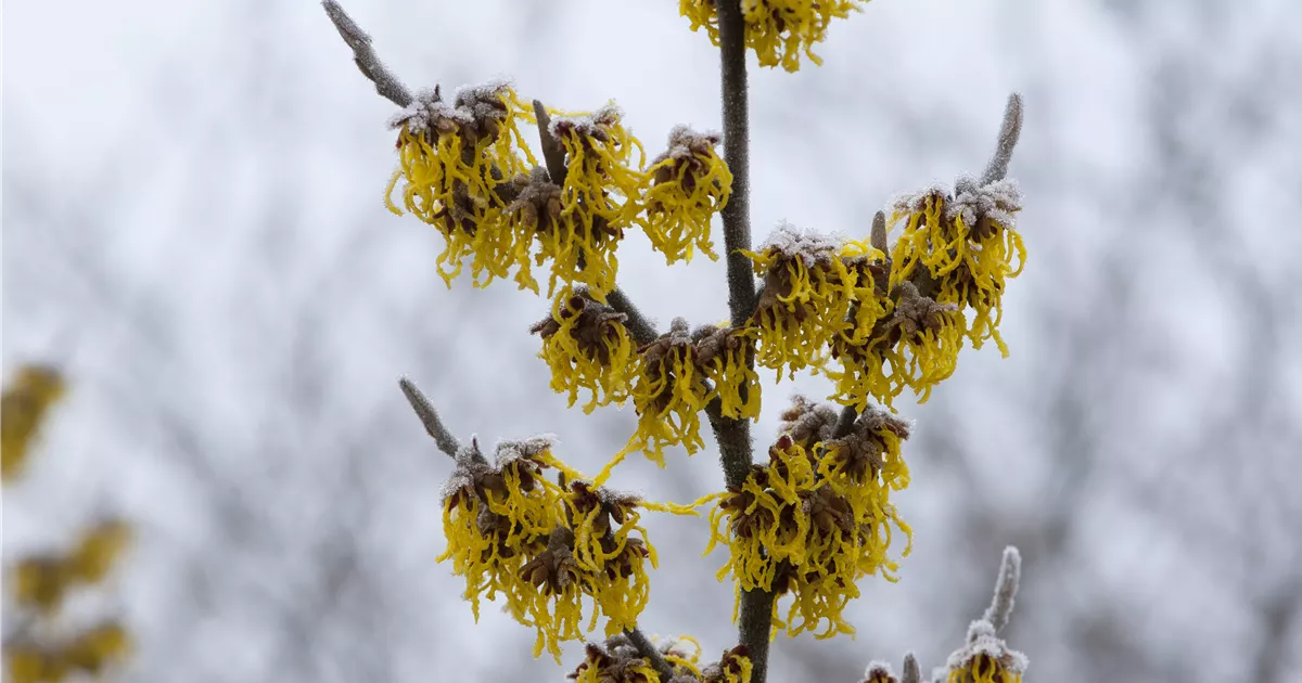 Hamamelis interm.'Barmstedt's Gold'