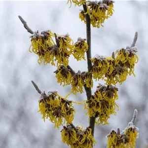 Hamamelis interm.'Barmstedt's Gold'