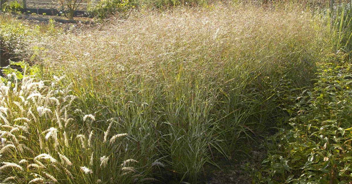 Panicum virgatum 'Shenandoah'