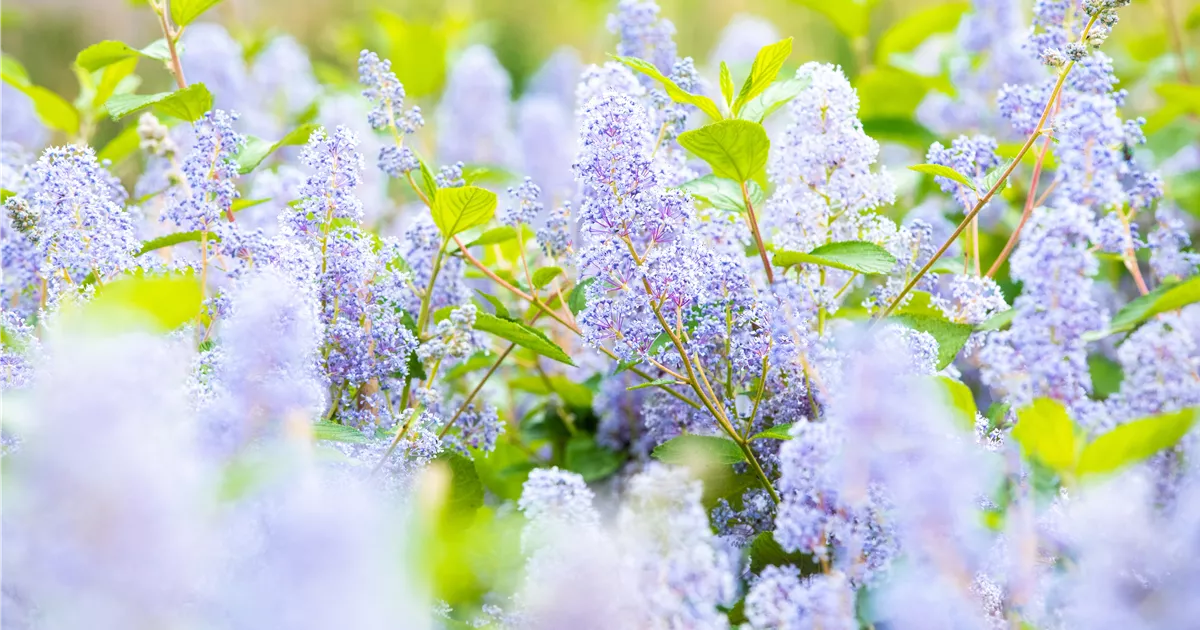 Ceanothus delilianus 'Gloire d.Versailles'