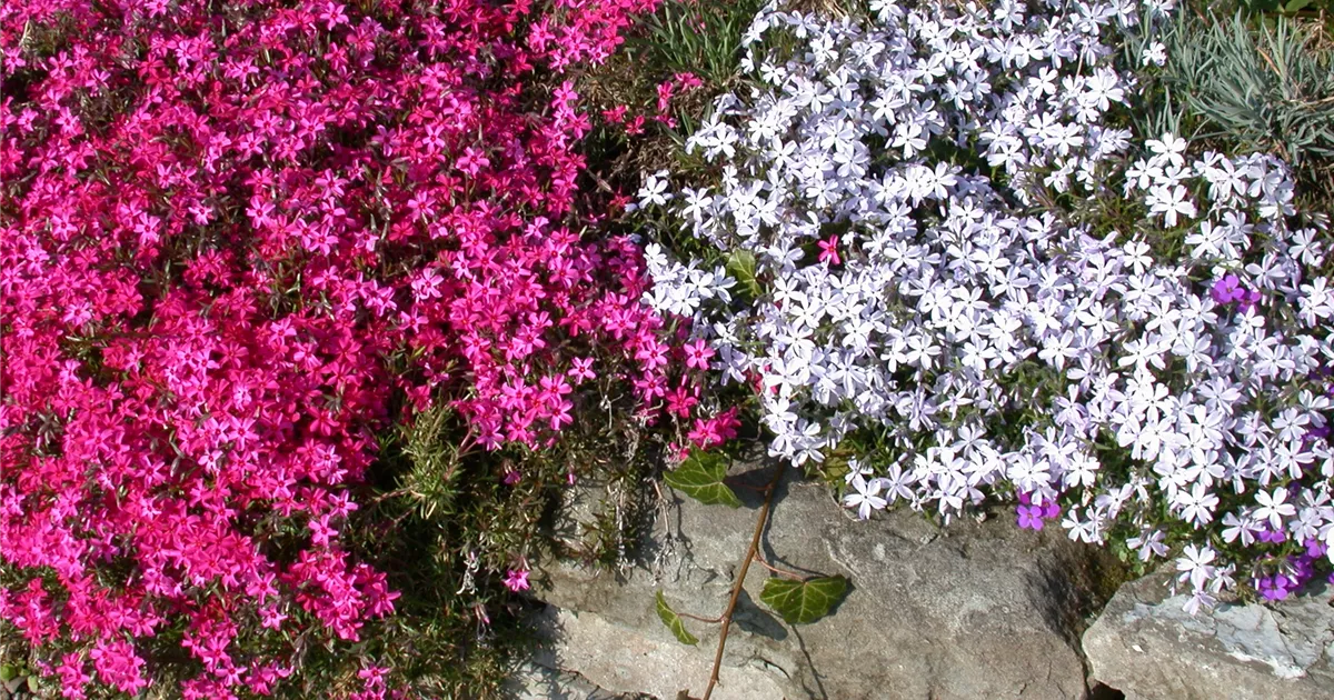 Phlox subulata 'Scarlet Flame'