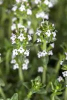 Thymus serpyllum 'Albus'
