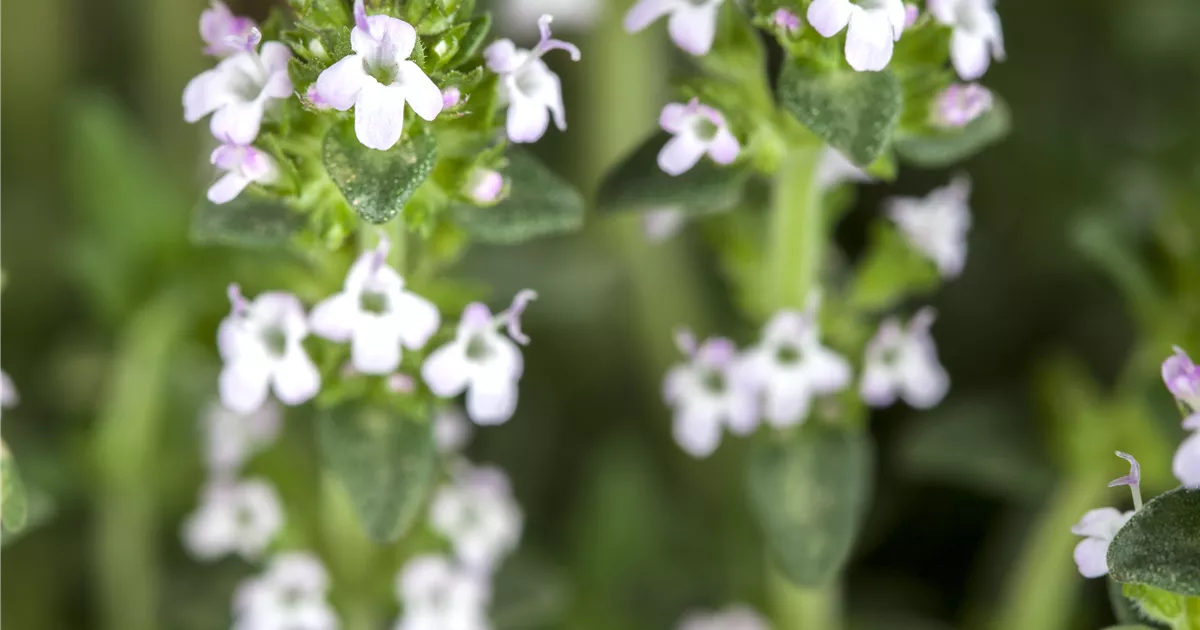 Thymus serpyllum 'Albus'