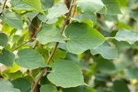 Tilia cordata 'Greenspire'