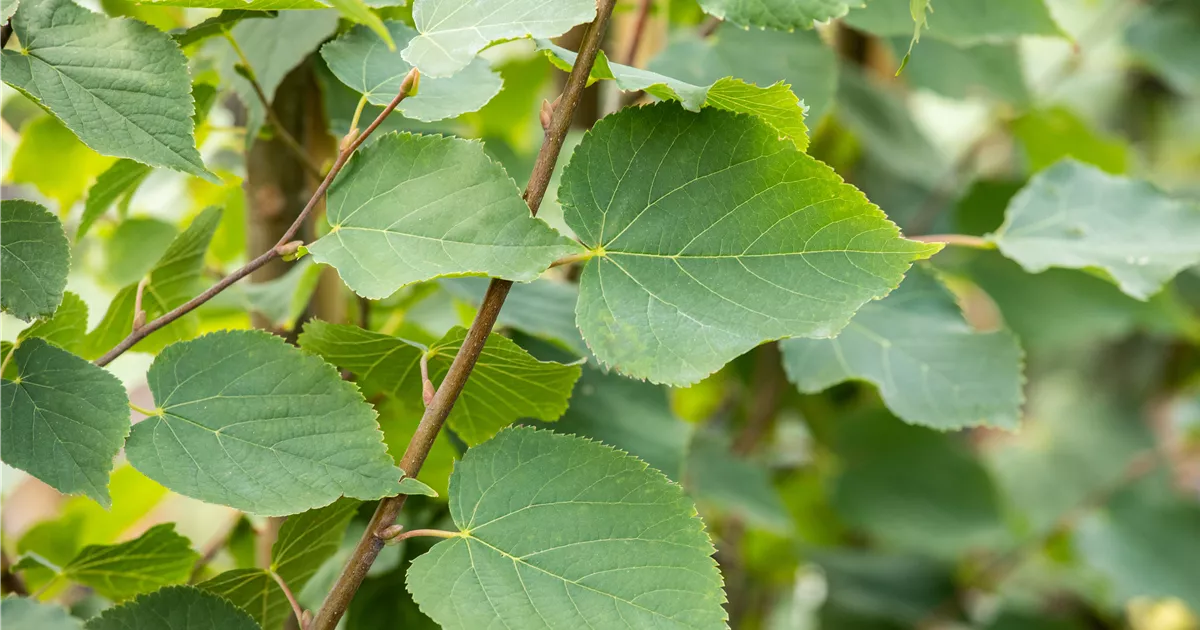 Tilia cordata 'Greenspire'