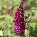 Buddleja davidii 'Raspberry Wine'