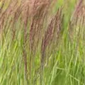 Calamagrostis x acutiflora 'Overdam'