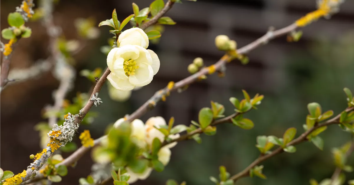 Chaenomeles 'Nivalis'