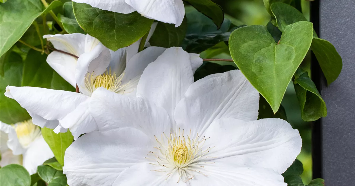 Clematis 'Madame Le Coultre'