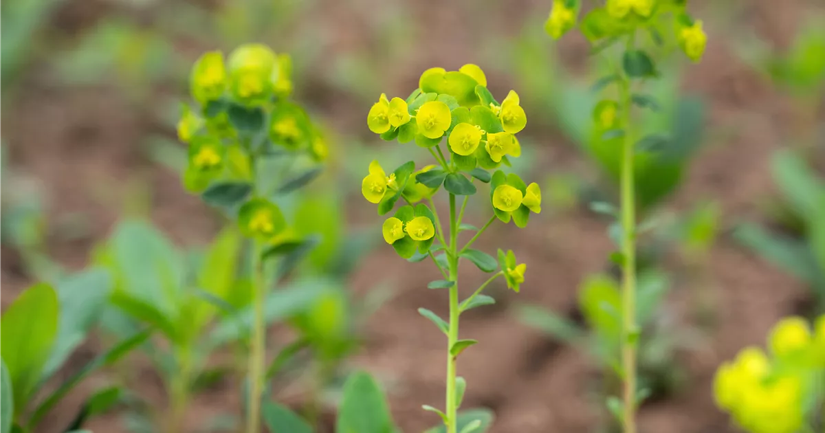 Euphorbia amygdaloides var. robbiae