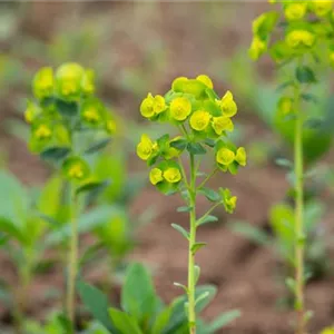 Euphorbia amygdaloides var. robbiae