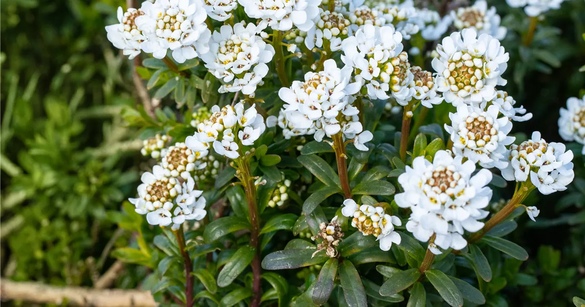 Iberis sempervirens 'Zwergschneeflocke'