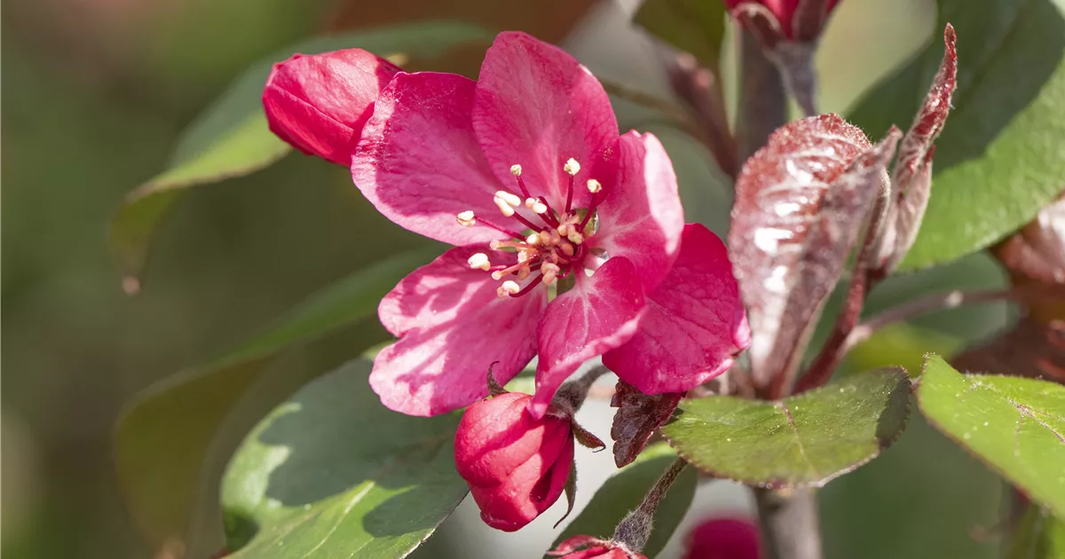 Malus 'Royalty'