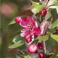 Malus 'Scarlet'