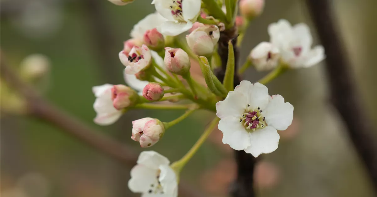 Pyrus calleryana 'Chanticleer'