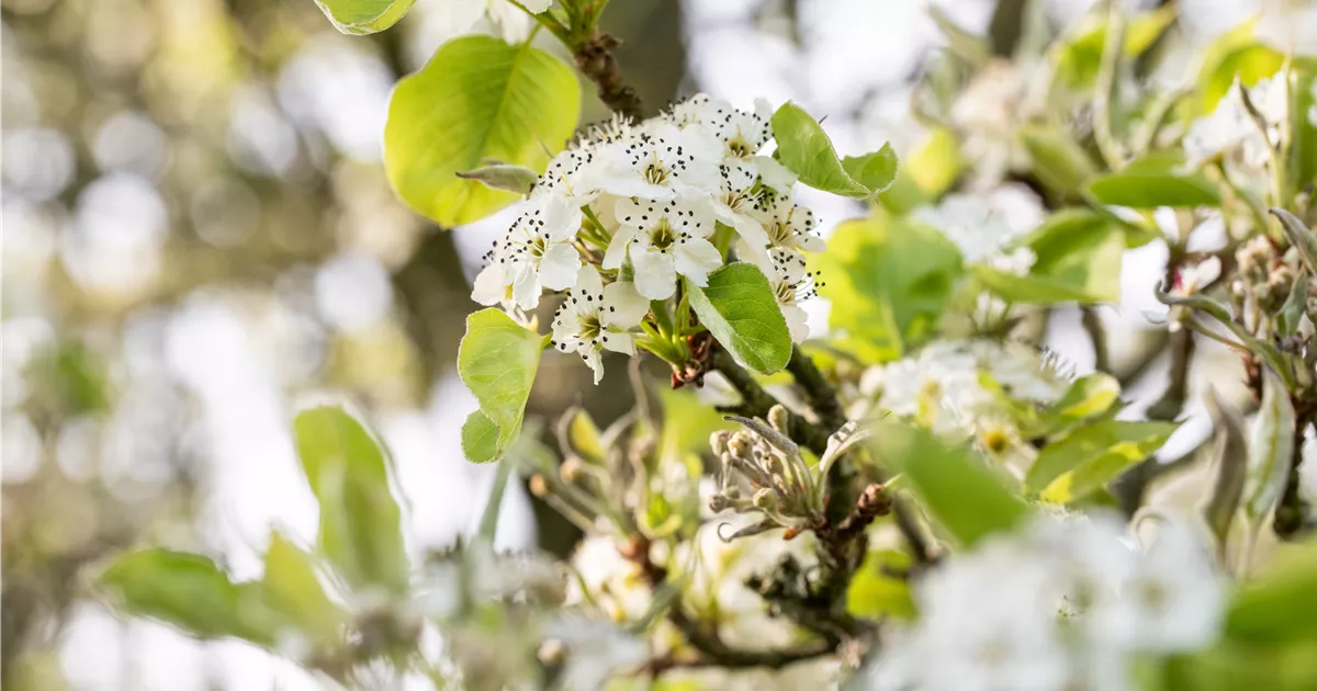Pyrus calleryana 'Capital'
