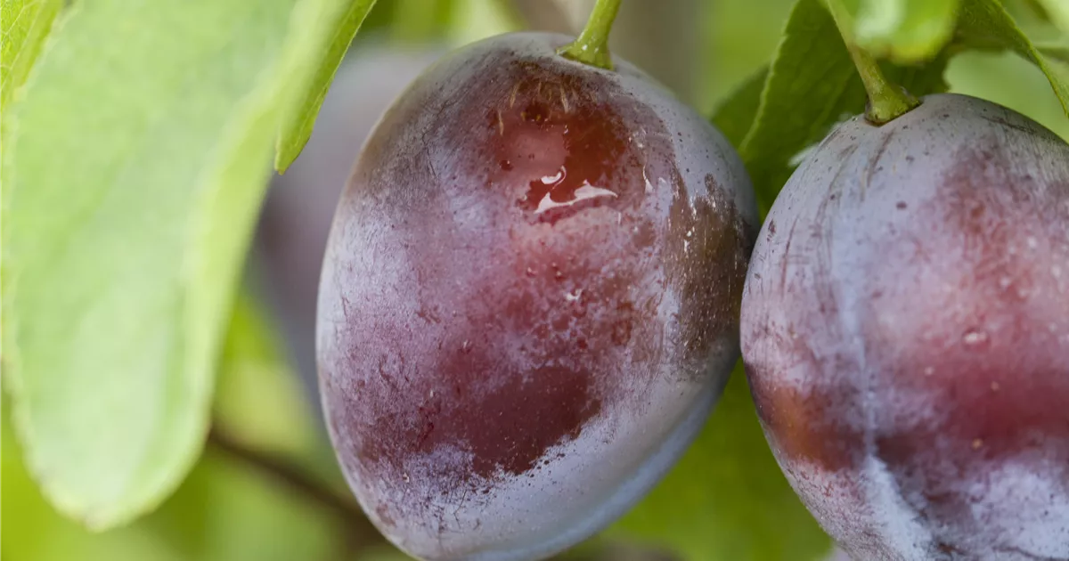 Prunus dom.'Bühler Frühzwetsche' CAC