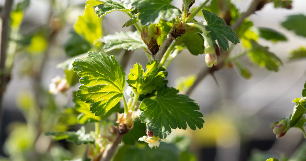 Ribes uva-crispa 'Redeva' -S- CAC II