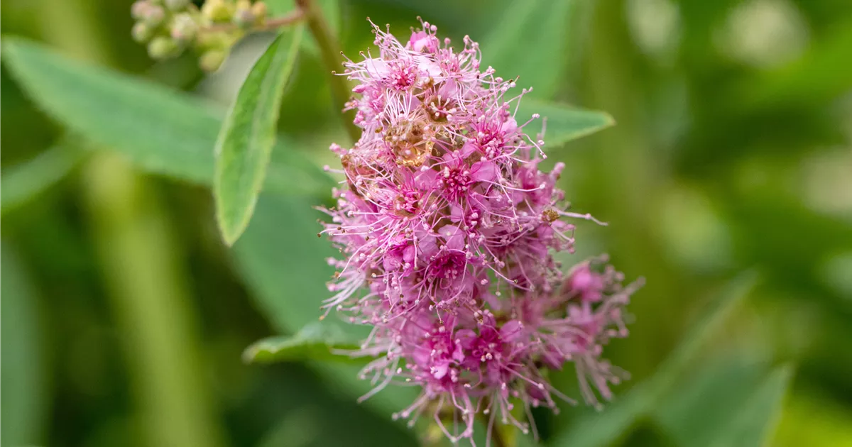Spiraea billardii 'Triumphans'