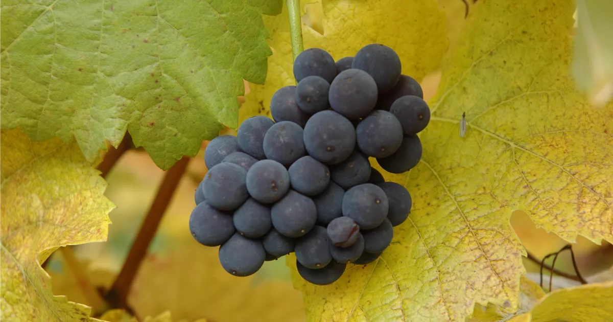Vitis 'Muscat bleu' II