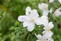 Philadelphus 'Dame Blanche'
