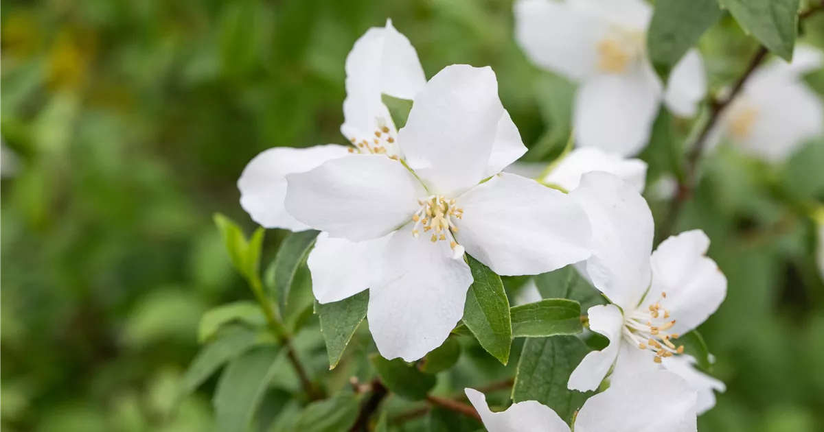 Philadelphus 'Dame Blanche'