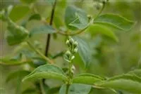 Philadelphus 'Schneesturm'