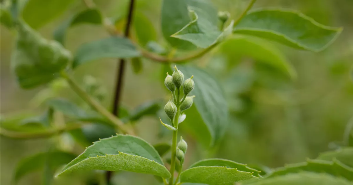 Philadelphus 'Schneesturm'