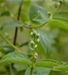 GS664915.jpg