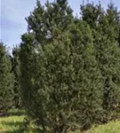 GS642969.jpg