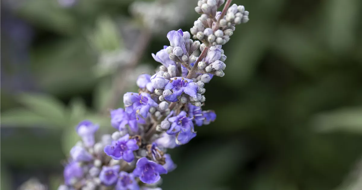 Vitex agnus-castus latifolia