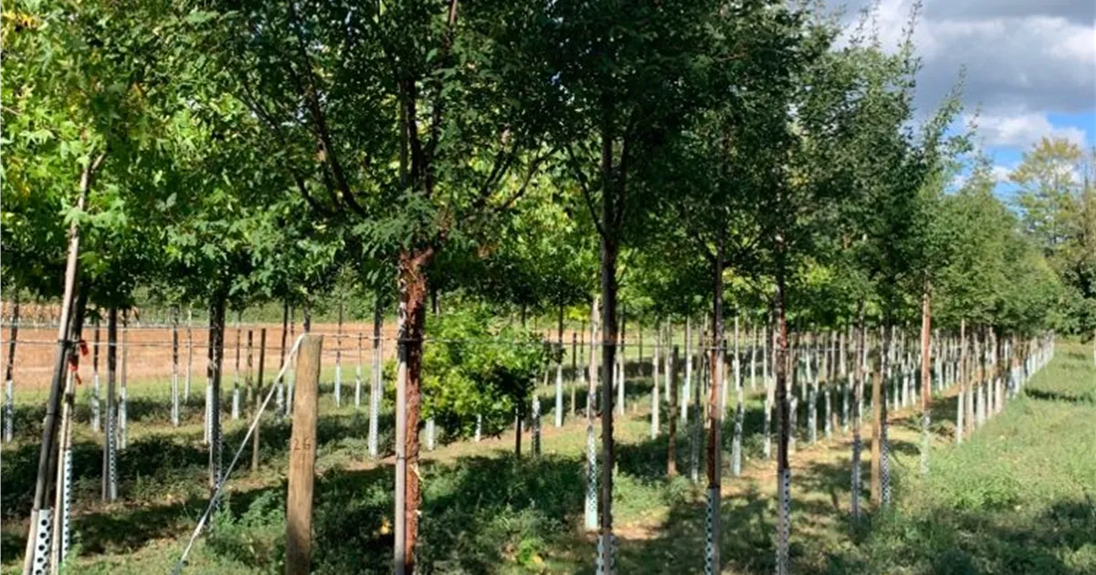 Acer griseum