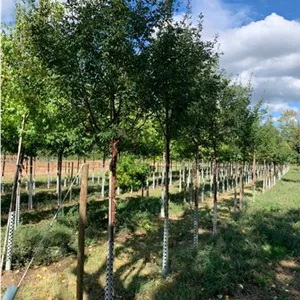Acer griseum