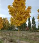 P109_1.jpg
