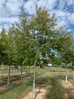 Amelanchier arborea 'Robin Hill'